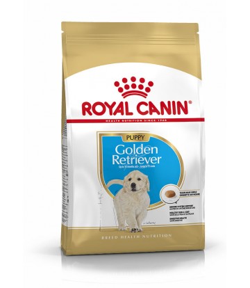 BHN Golden Retriever Puppy 12kg