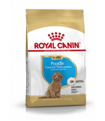 BHN Caniche Puppy 3kg