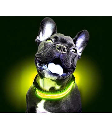 Collar Led Con Batería Amarillo S 40-48cm